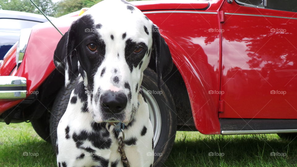 sat black, patched Dalmatian Dog in front of a red vintage classic volzewagon beetle
