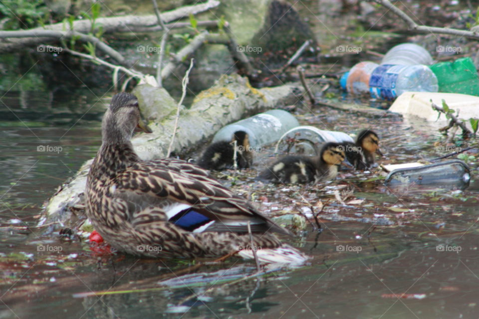 ducks trash ducklings pollution by samoyed