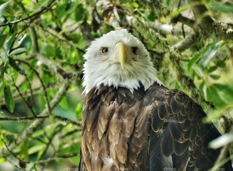 American Bald Eagle