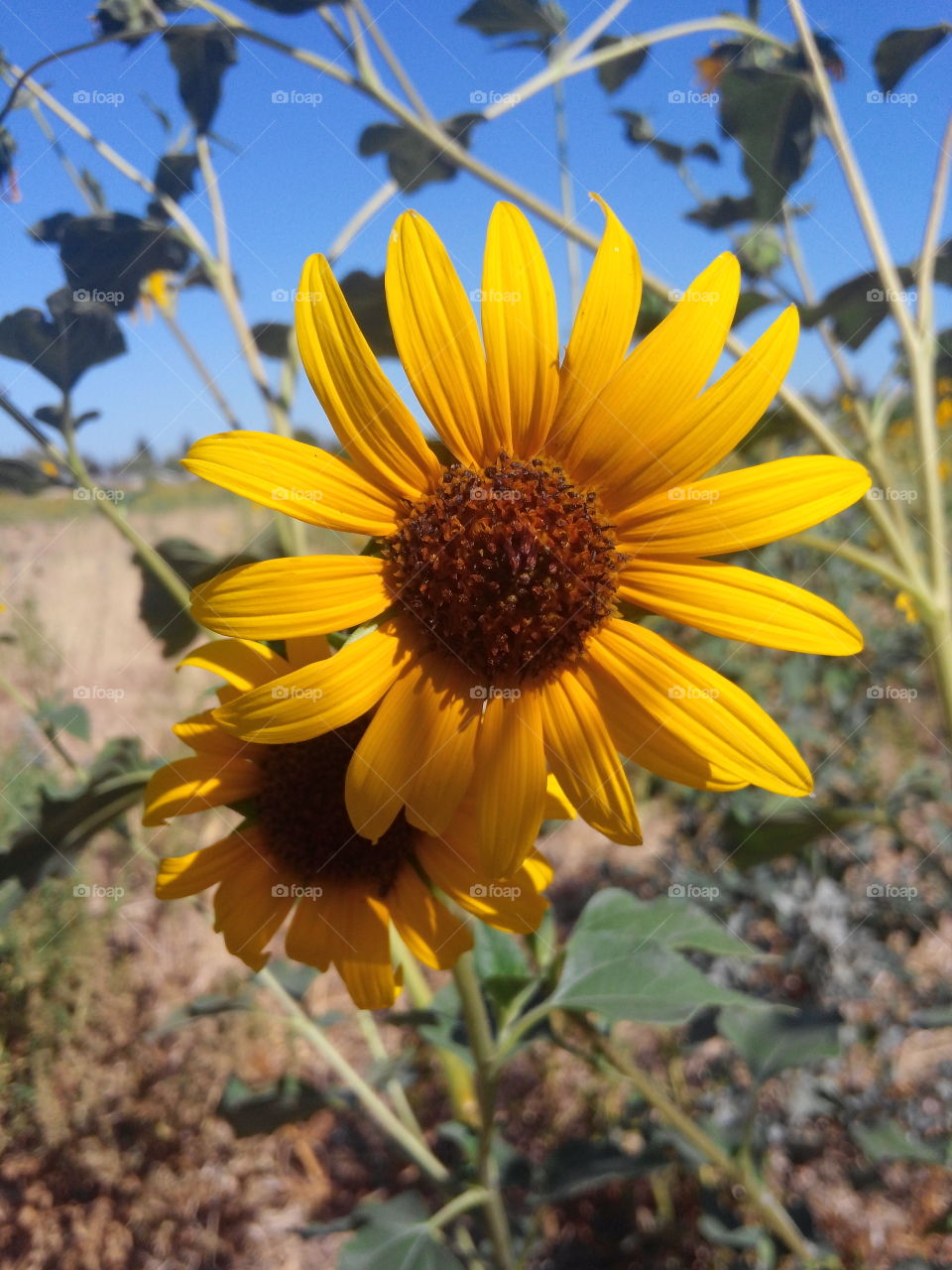 Sunflower