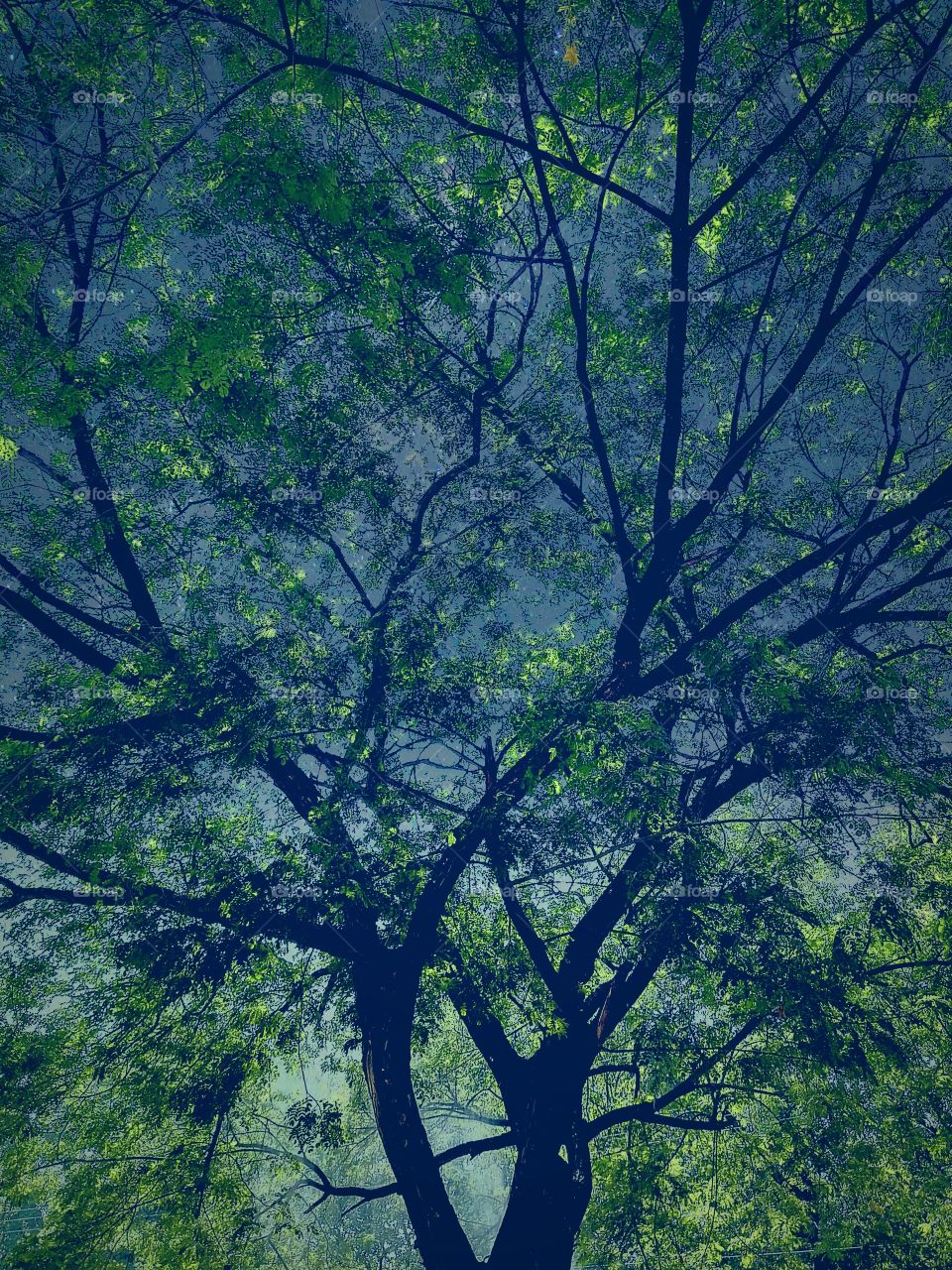 Silhouette of tree