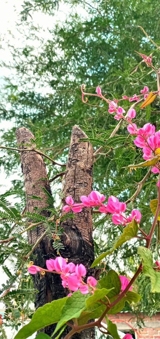 🌷🍃