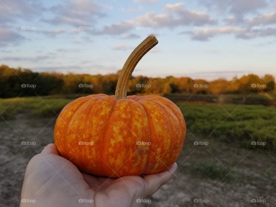 Hand Holding Small Pumpkin with a falll background in spooky season