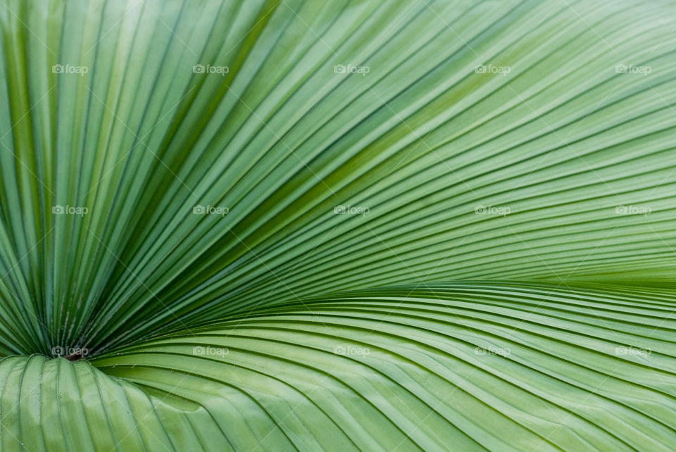 Minimalistic Palm Leaf