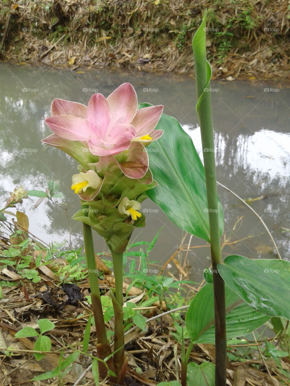 Curcuma longa, turmeric flower .