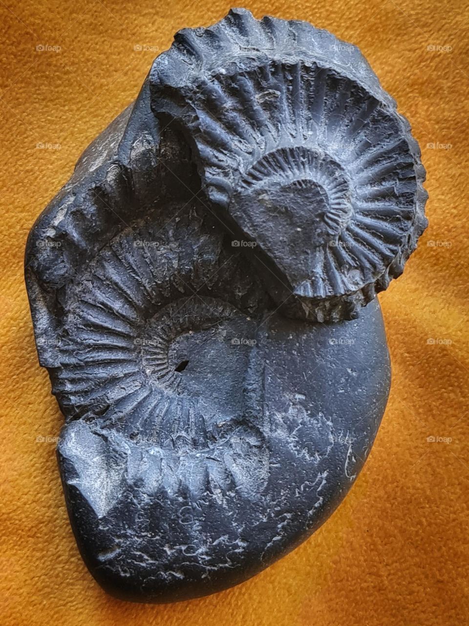 Fossil circles