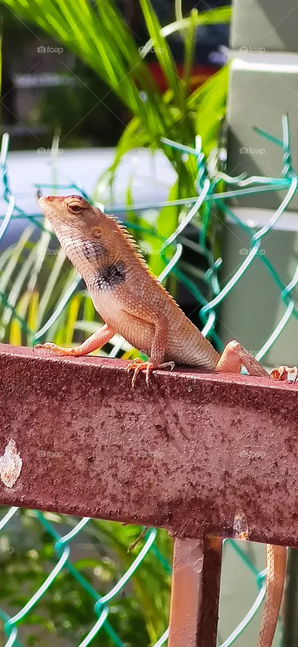 nature