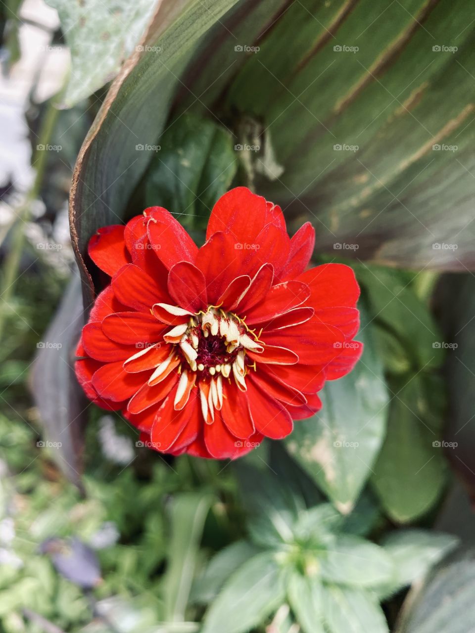 Red flower in the tropical garden 