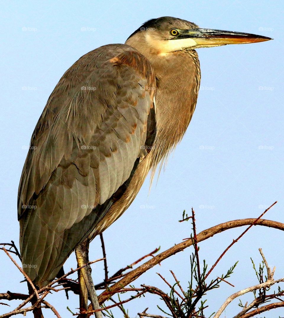 Great Blue Heron in Tree