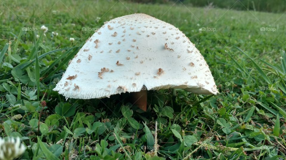 Grass, Nature, Mushroom, Fungus, Flora