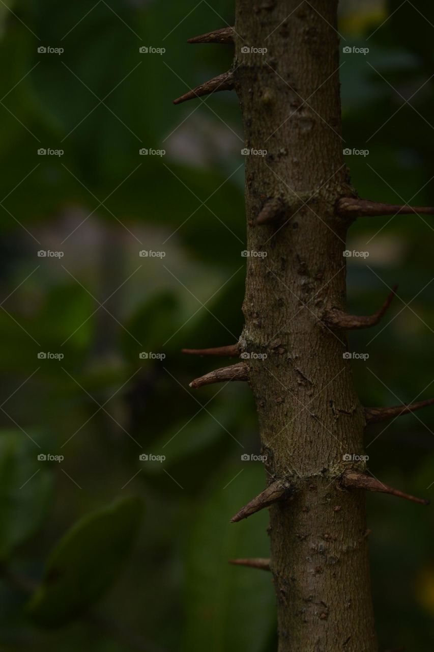 trunk with it's bone