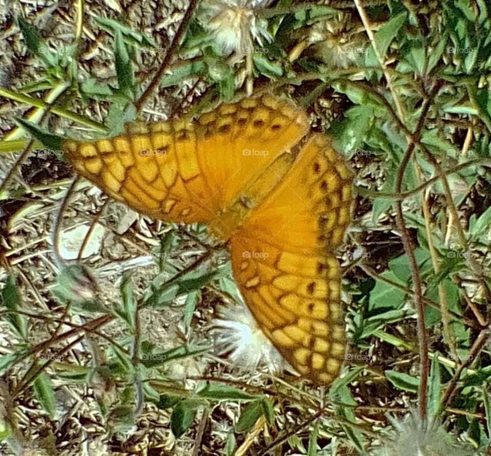 un ángel en la tierra