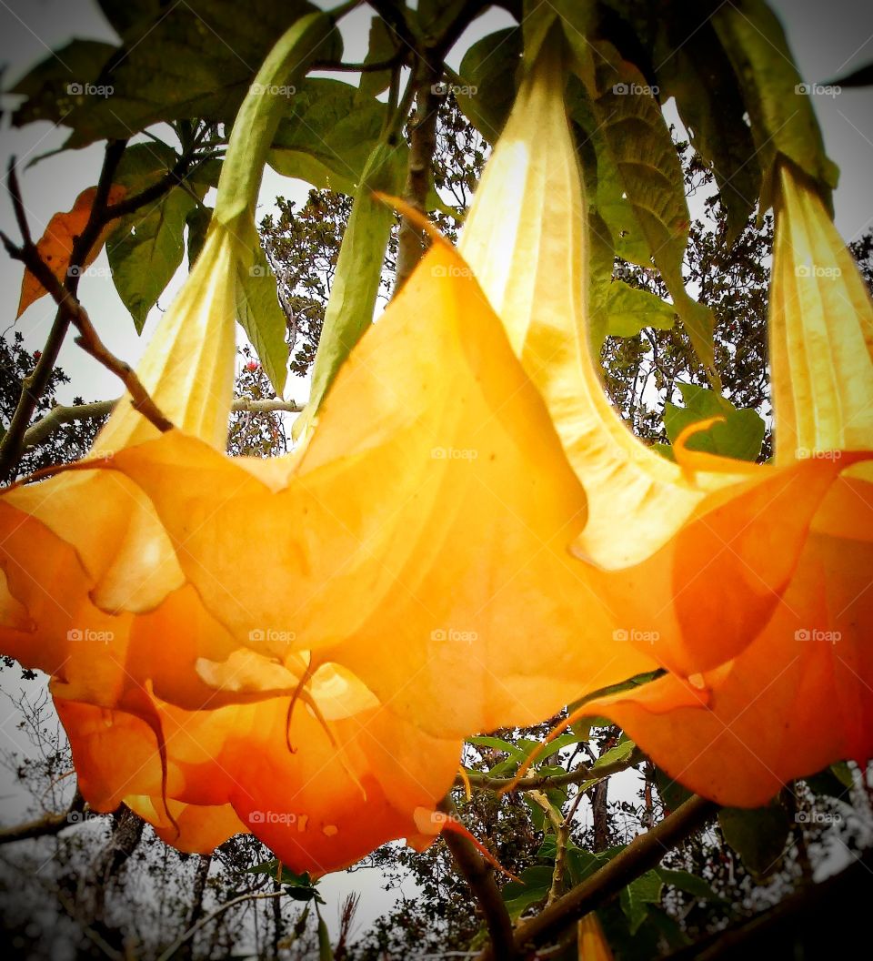 Trumpet Flower (orange)