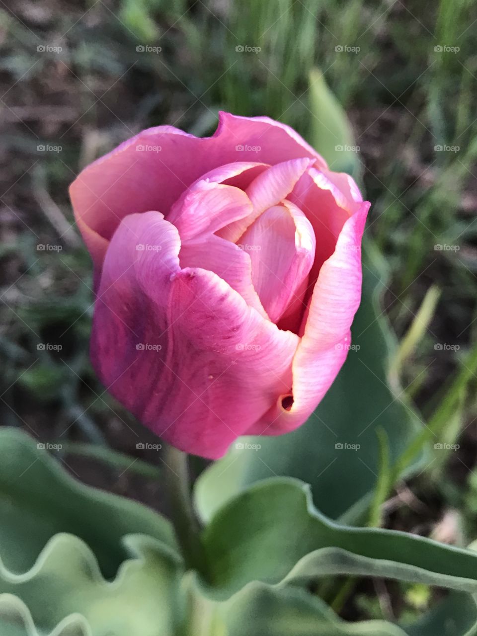 Tulip