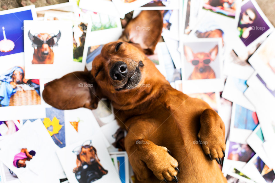 Dog lying on the photos