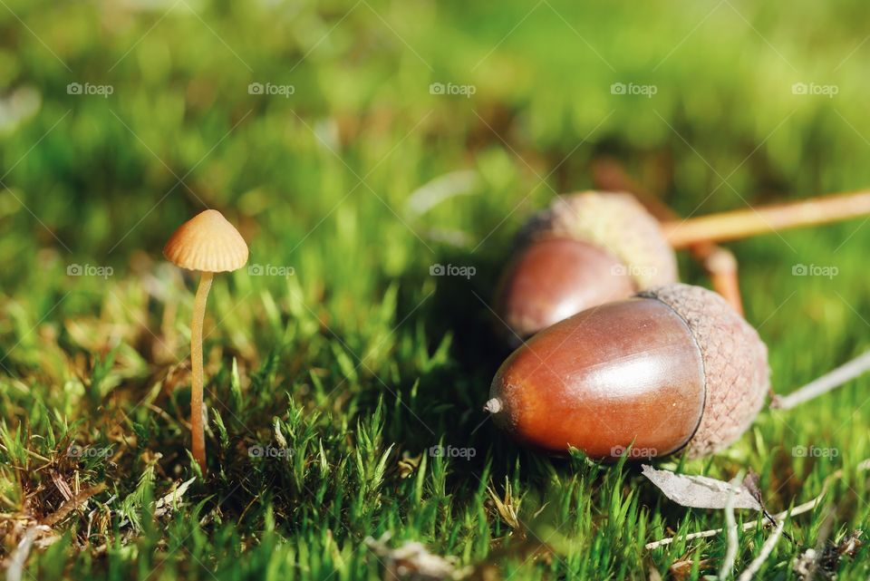 Tiny mushroom beside acorns