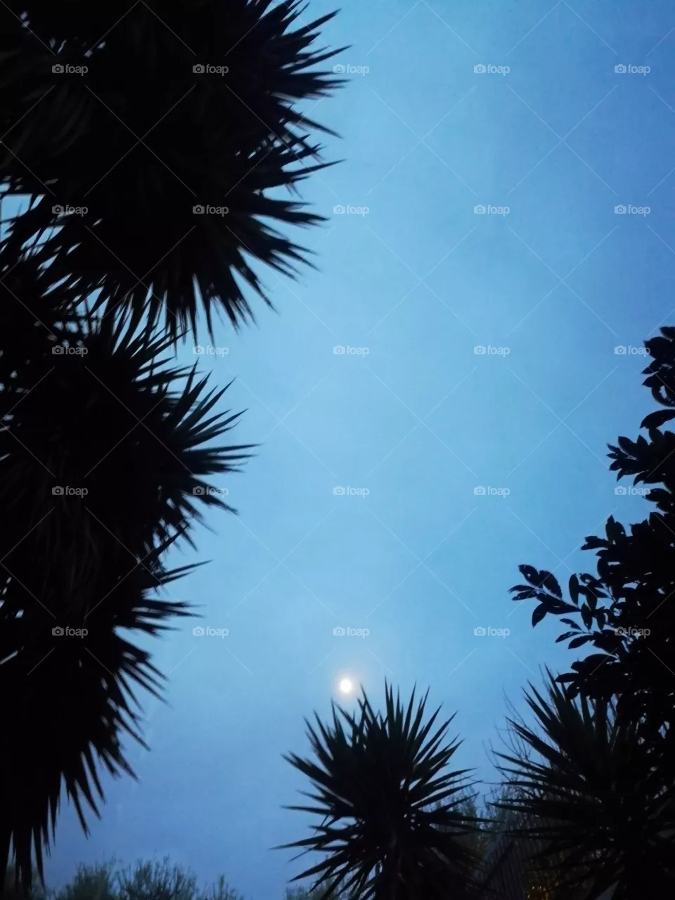 Night