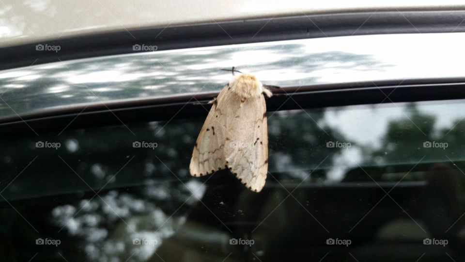 moth