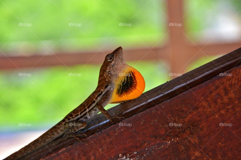 Lizard