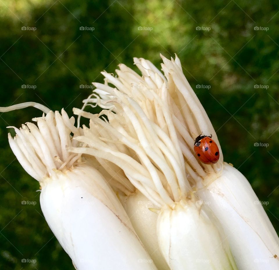 Ladybug on scallions 