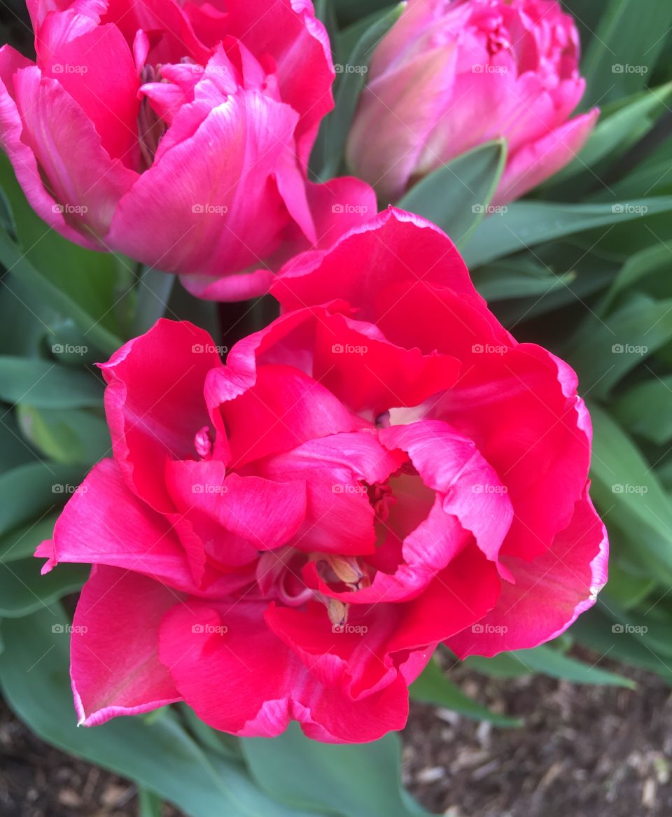 Bright pink double tulip opening in the spring garden.