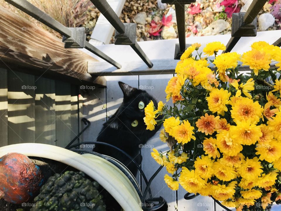 Darling little black cat looking up smelling yellow flowers in front deck area! 