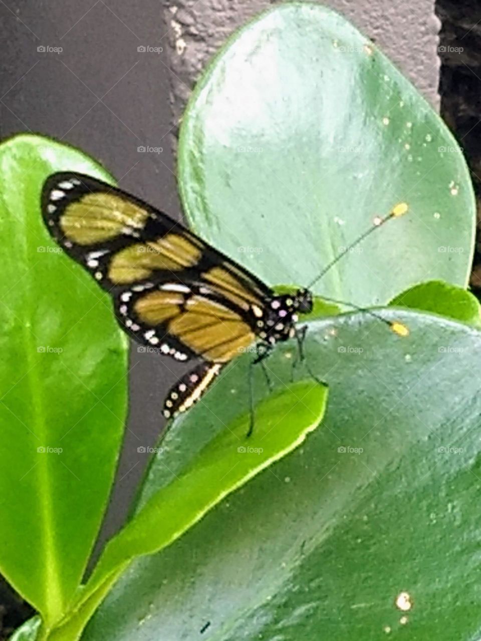 butterfly and leaves