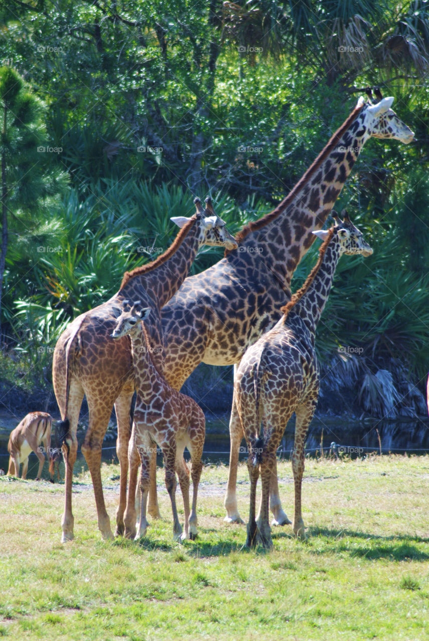 Giraffe family