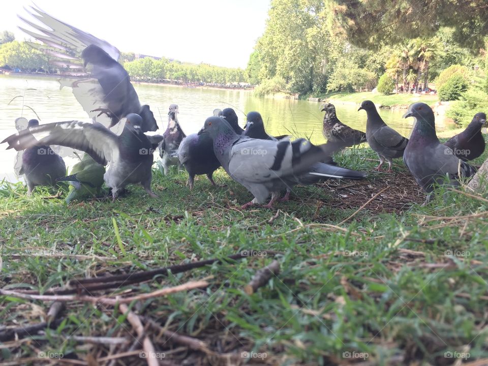 Pigeon's party