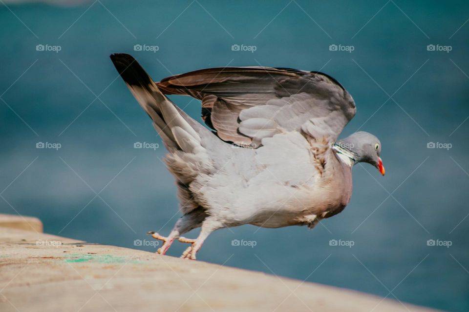 pigeon taking off