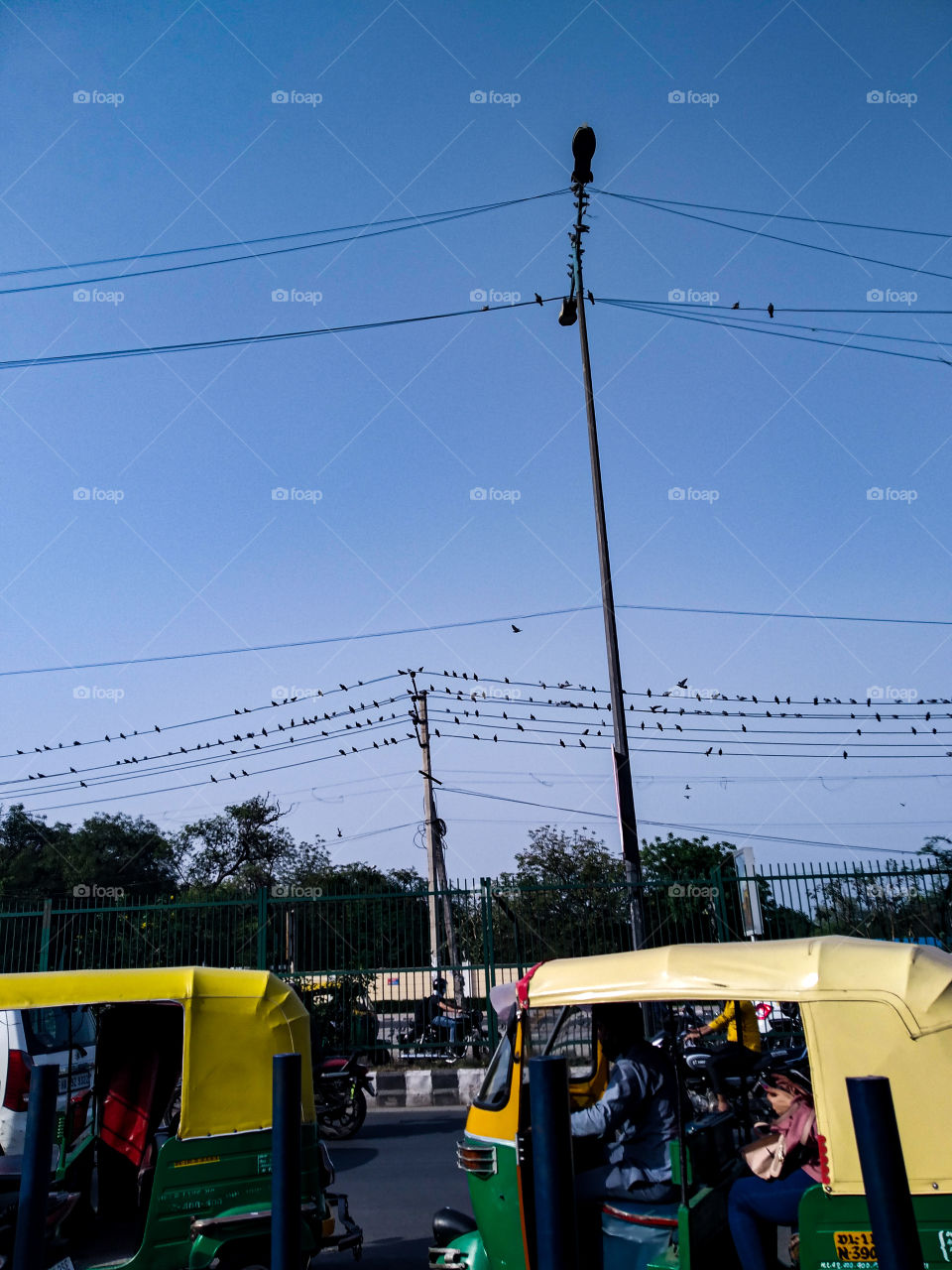 public and birds ... traffic🚦