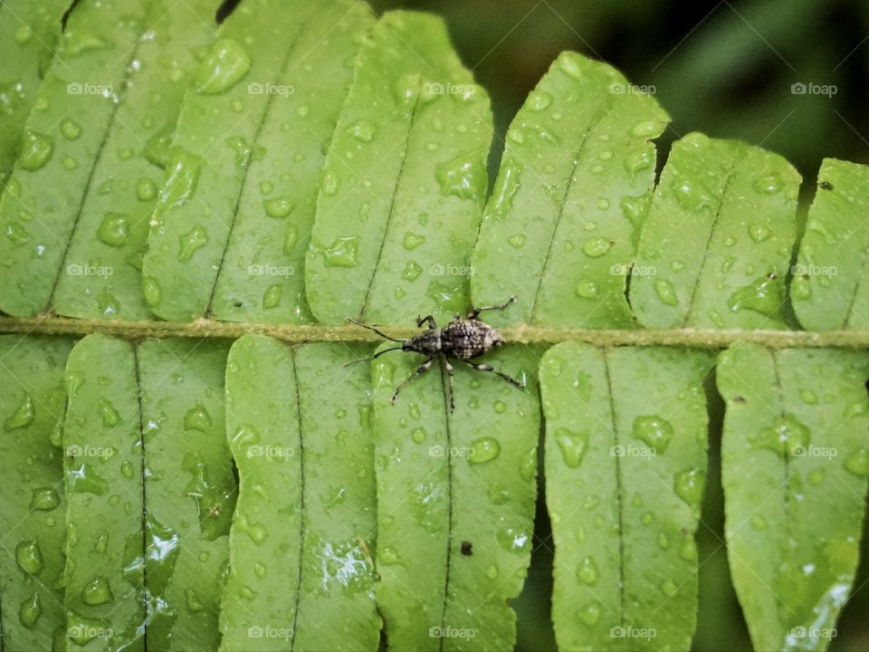An insect is laying on the fern leaf, after rain.