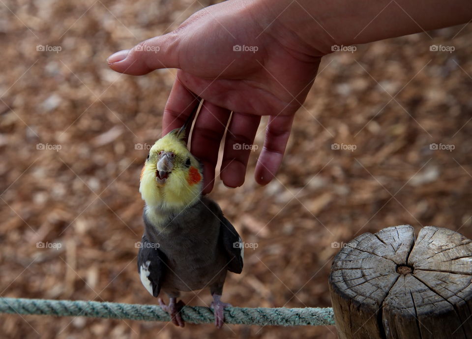 Cockatiel enjoying a scratch