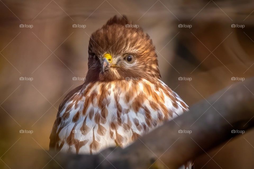 A portrait of a Red-shouldered Hawk scanning the wooded meadow. 