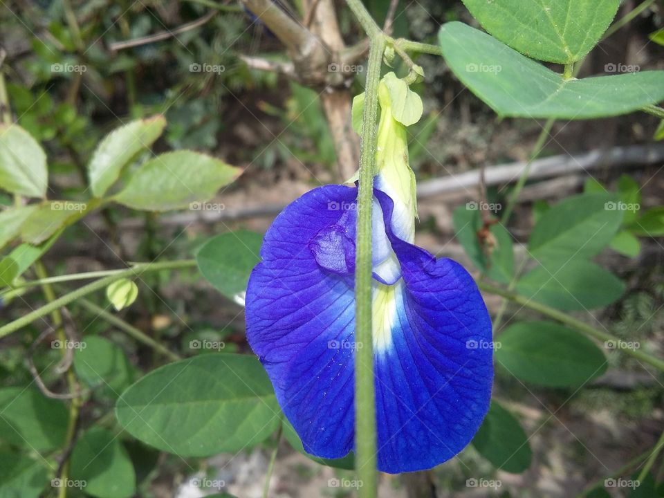 Samsung Galaxy Grand Prime. After long time i have gone my village home. And take this picture. I have another also to this flower!