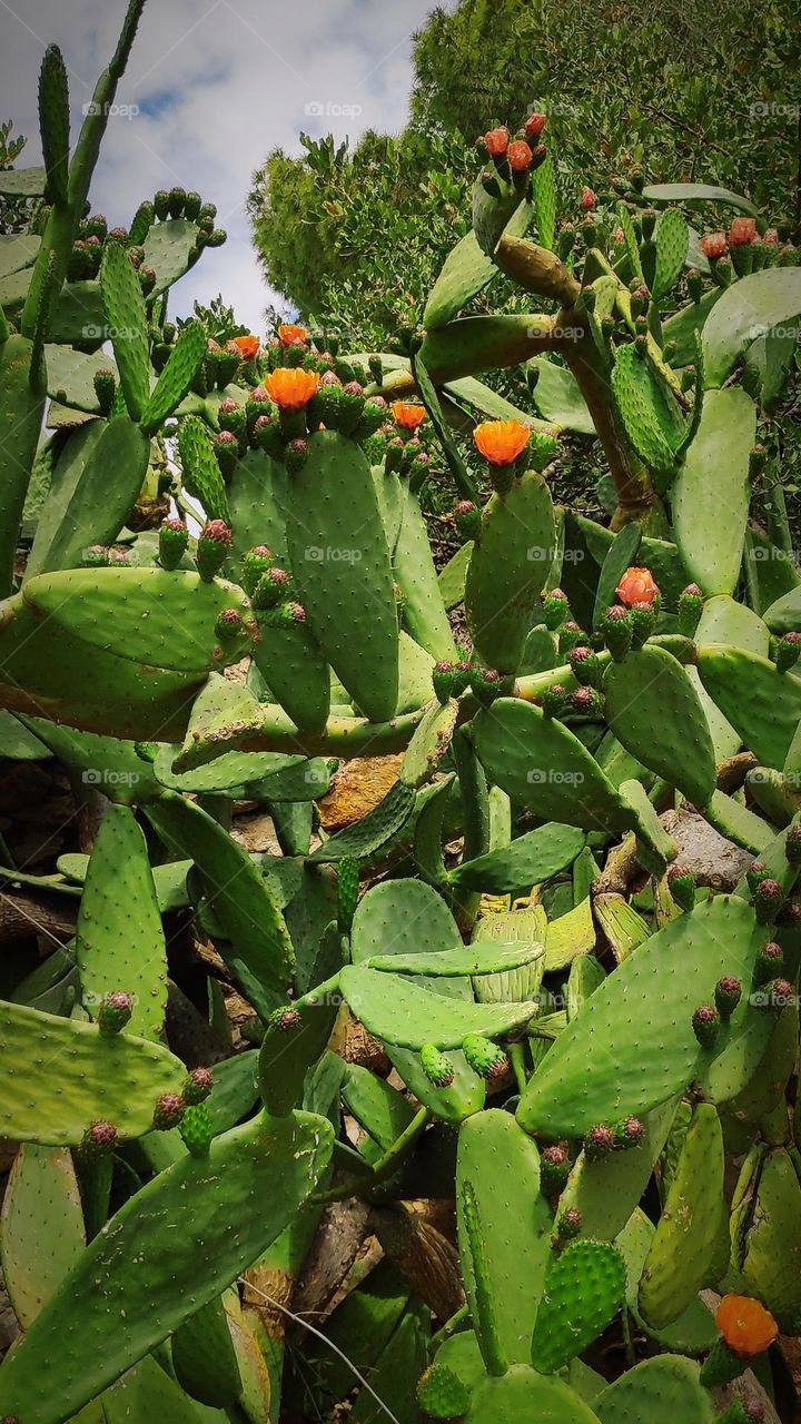Opuntia cochenillifera.