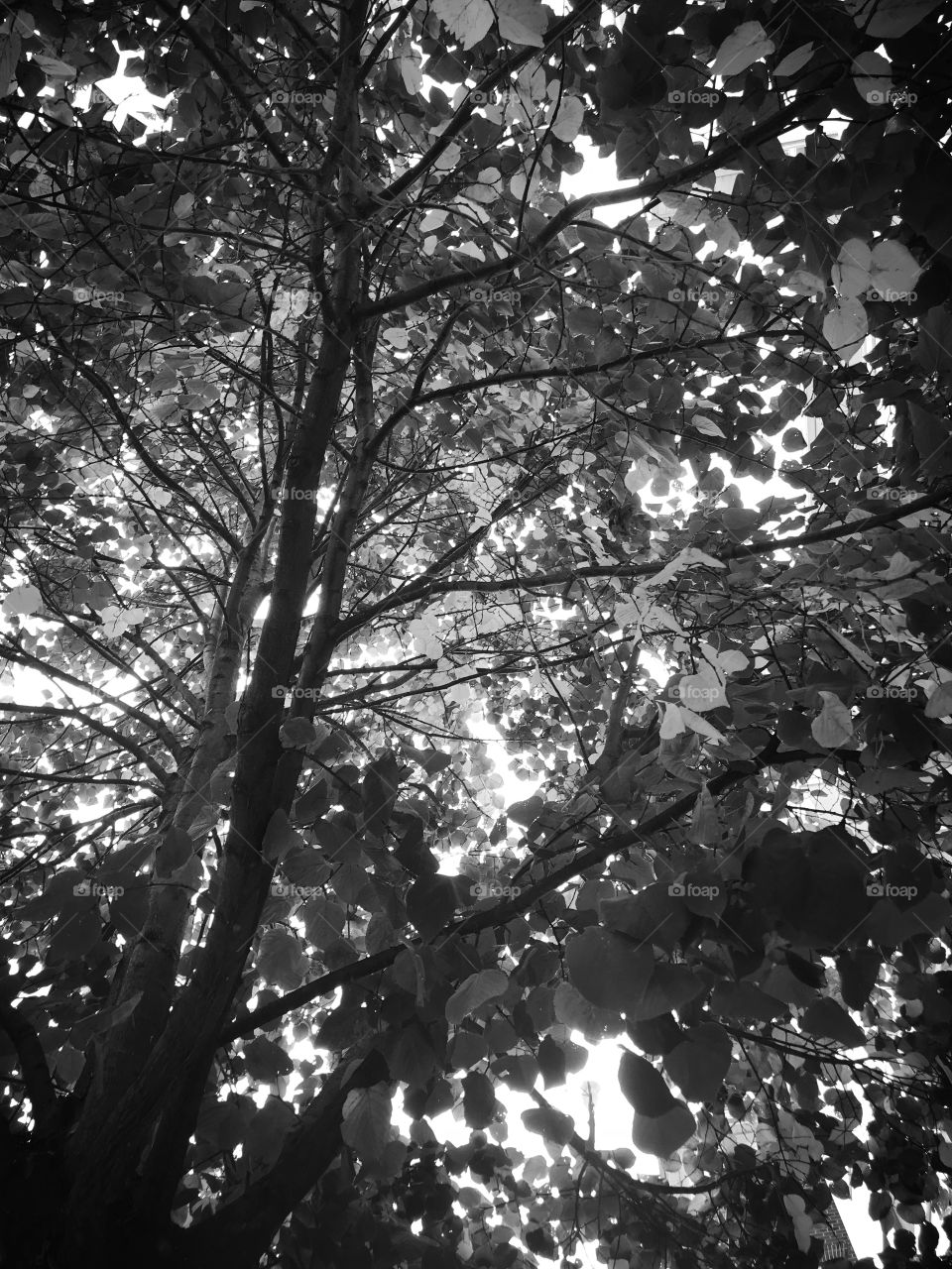 The Many Shades of Black and White