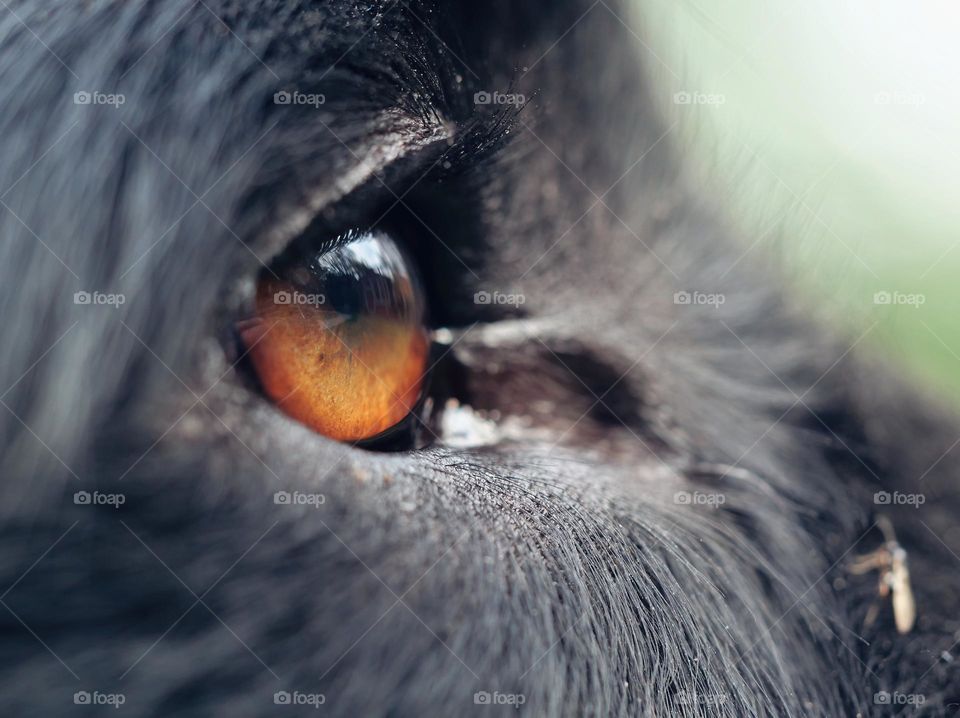 Dog eye