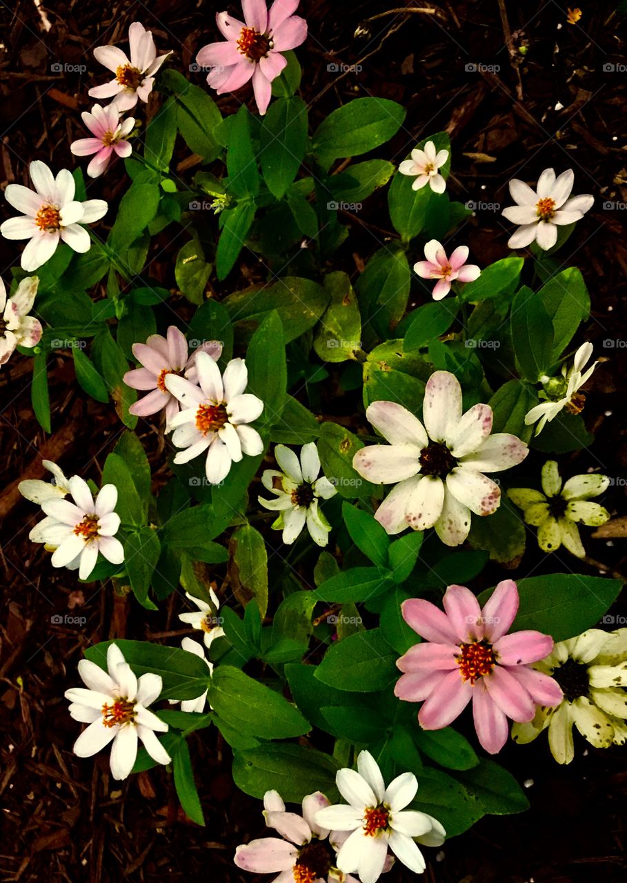 Daisies