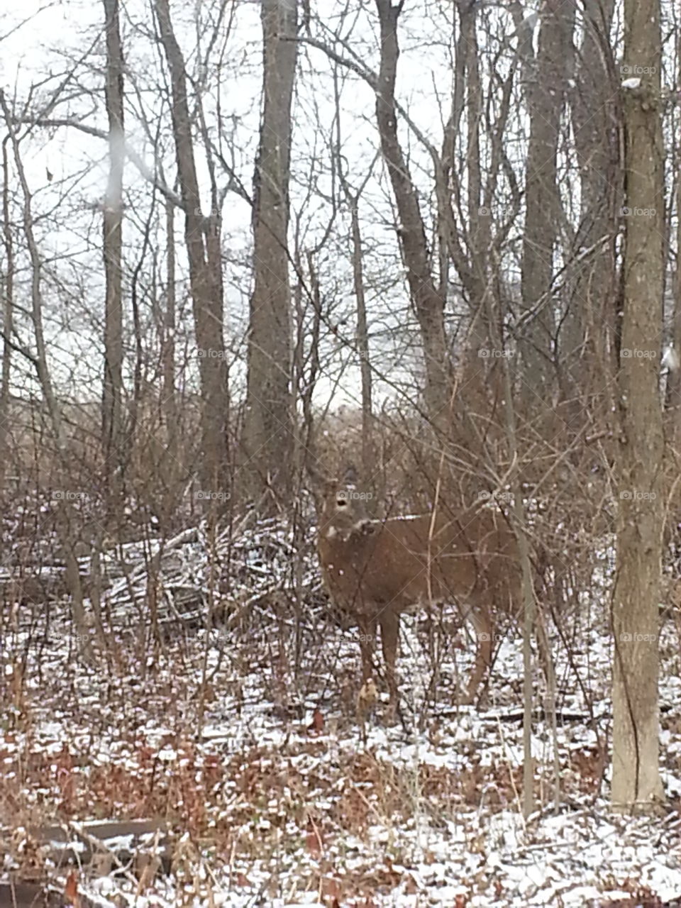 Doe in the snow
