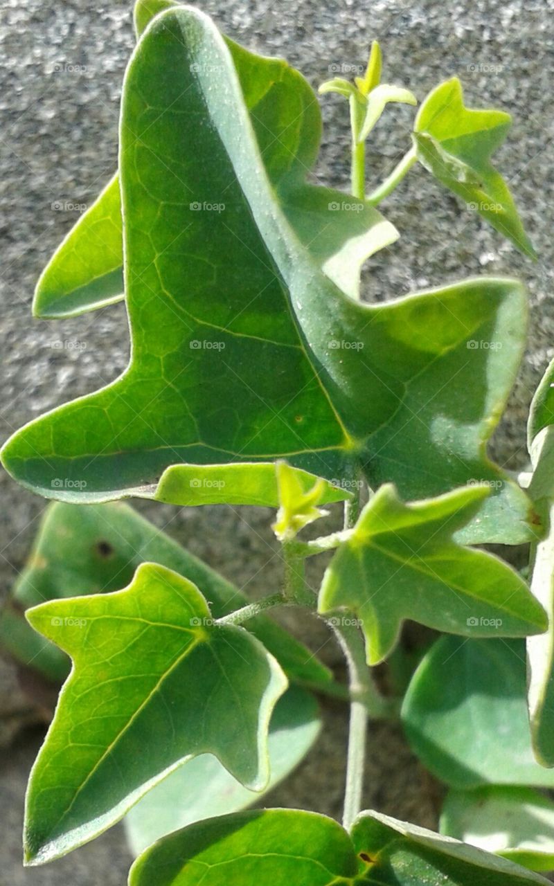 hear leaf