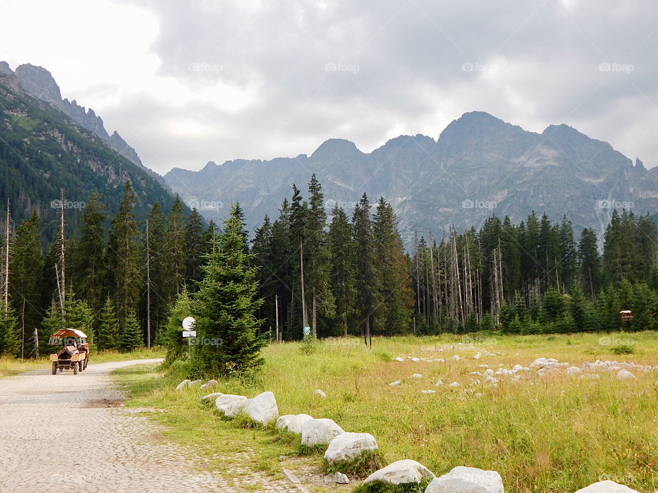 Mountains, pine trees, horse, Zakopane, Tatry, Poland