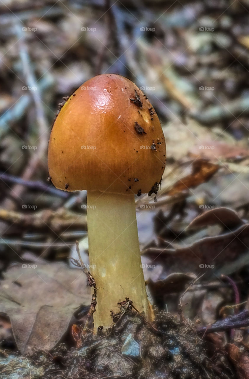 A orangey-brown Hygrophoraceae mushroom pokes out of the leaf litter