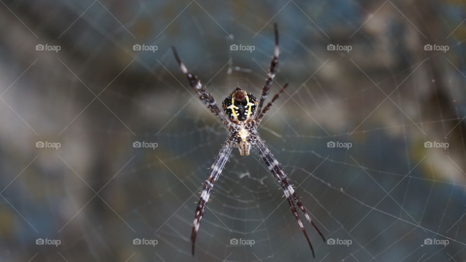 spider