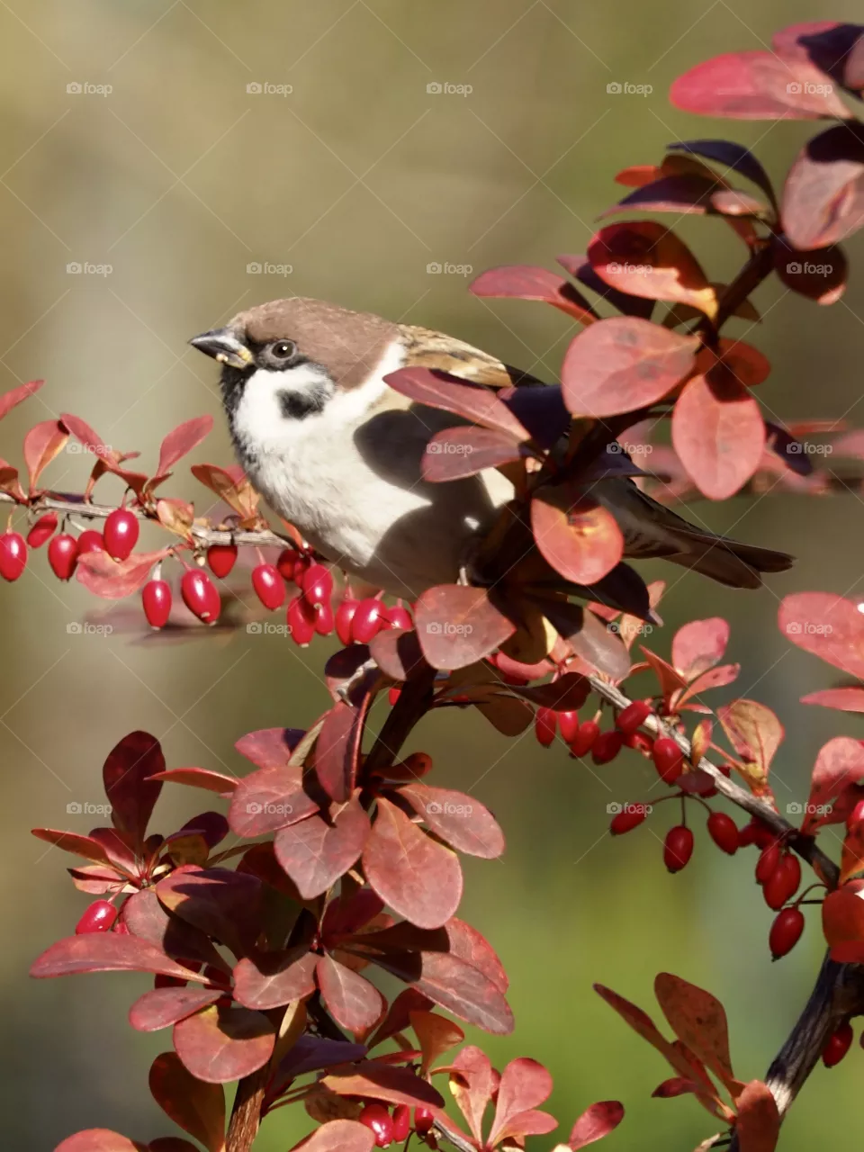 Sparrow