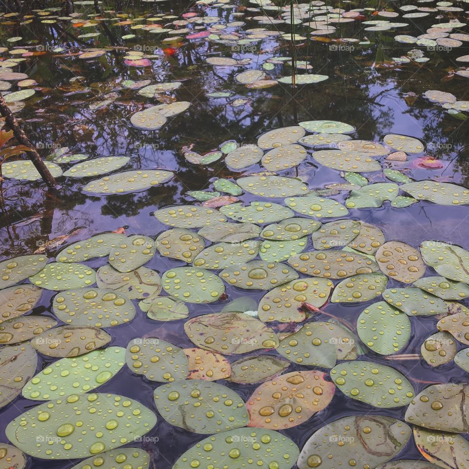 Lily pads after a rain 