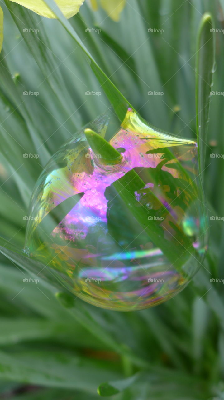 bubbles on daffodil stem