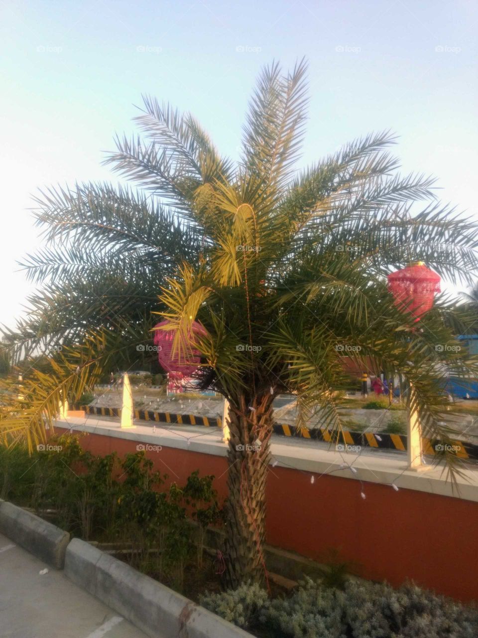 Beautiful Palm Tree