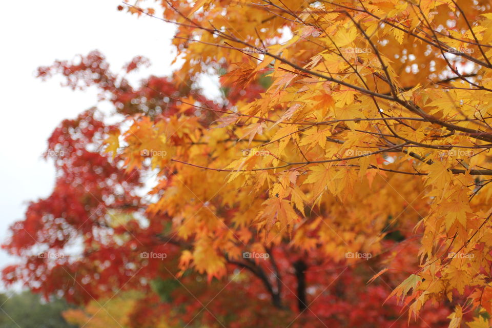 Close-up of maple tree