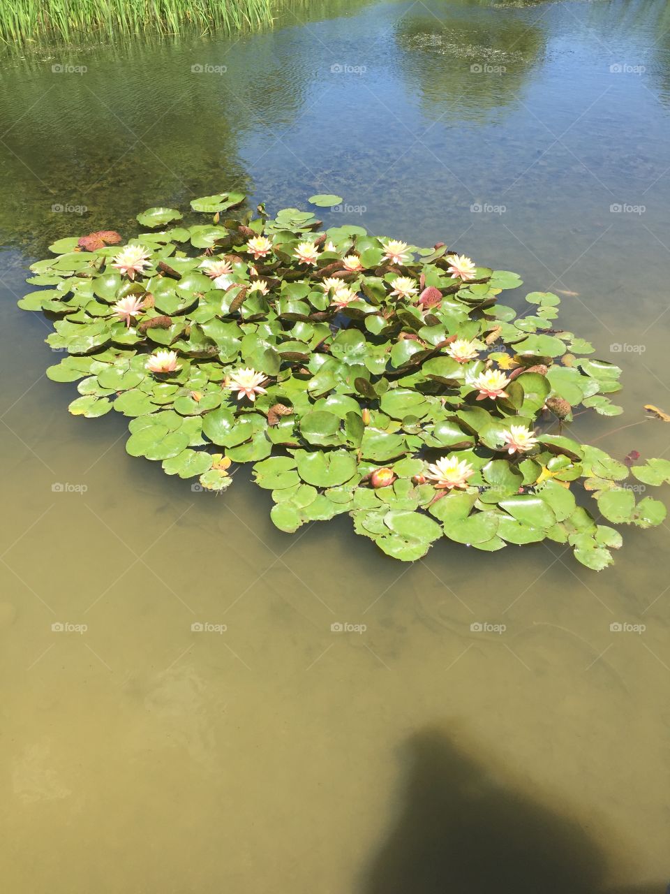 Lotus lake